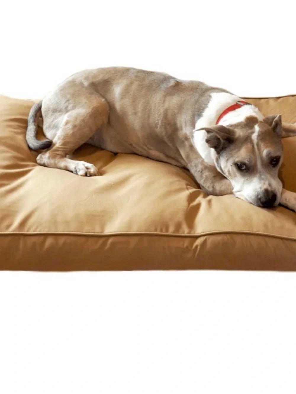 CHEW PROOF DOG BED